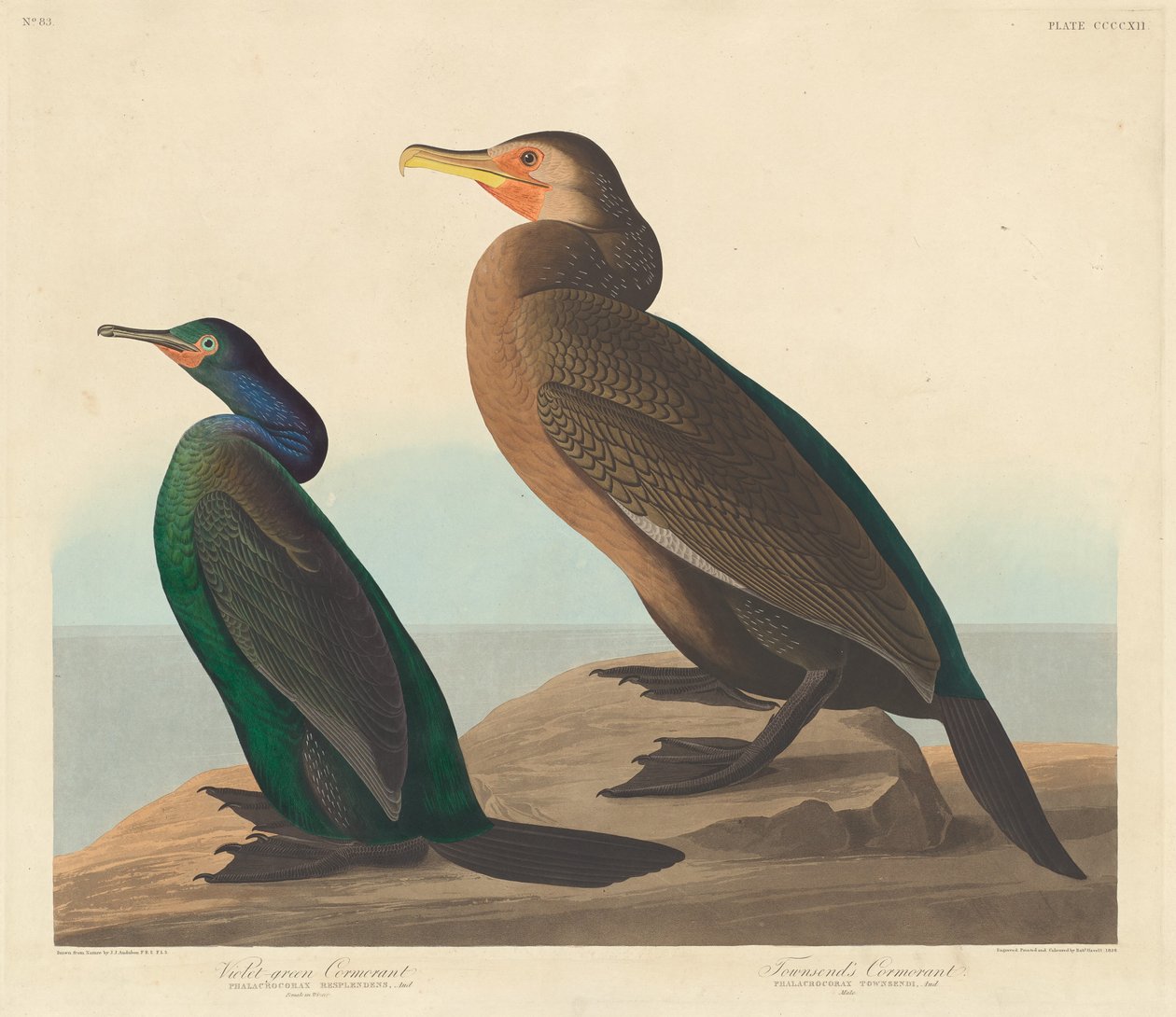 Fiolettgrønn skarv og Townsends skarv, 1838. av Robert Havell