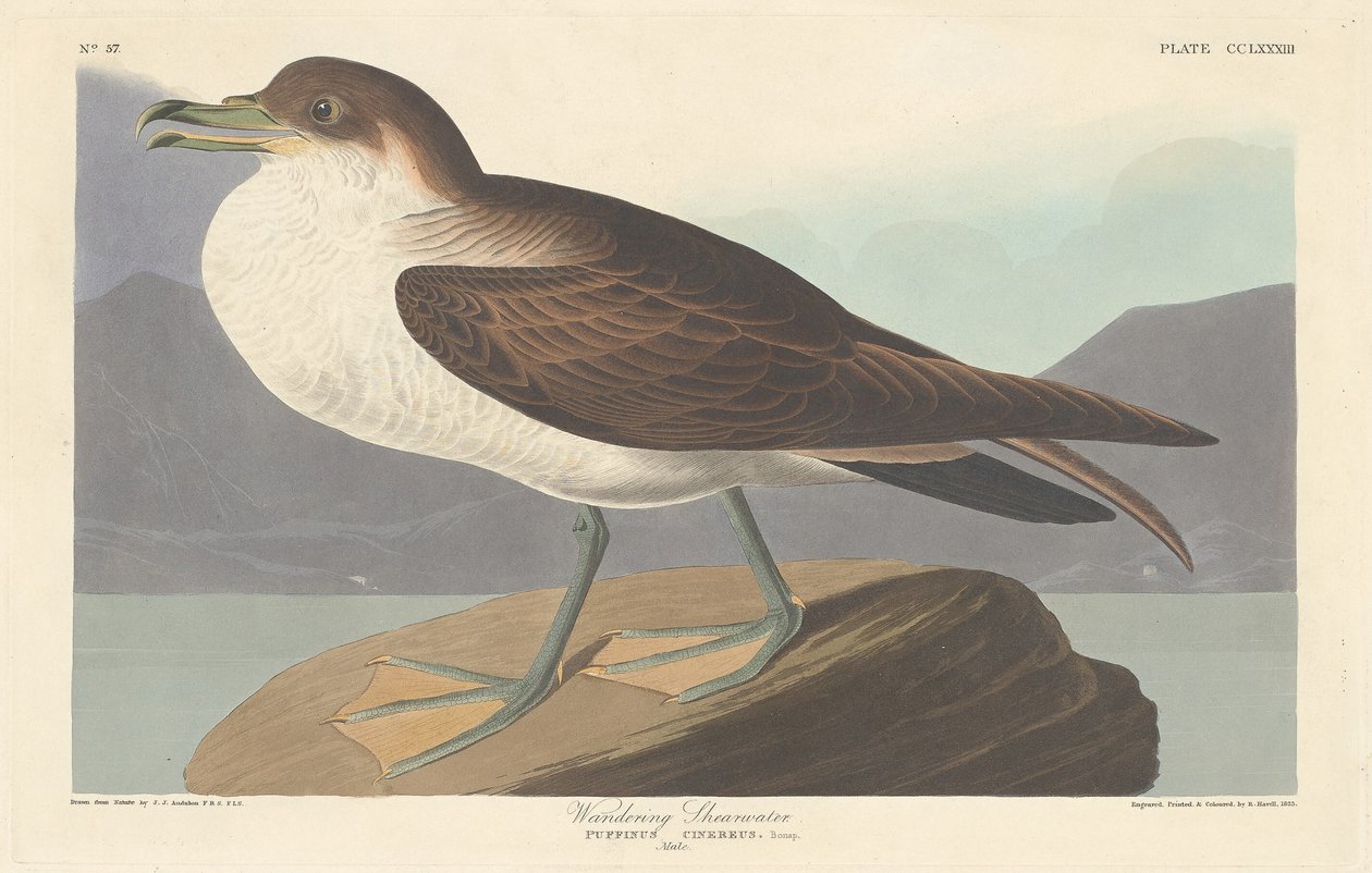 Vandrende Shearwater, 1835. av Robert Havell