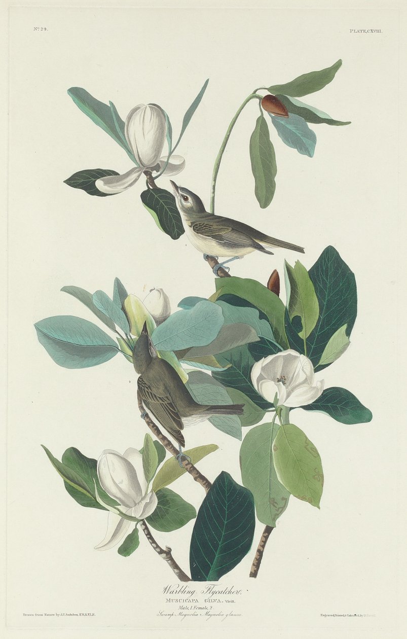 Warbling Fluesnapper, 1831. av Robert Havell