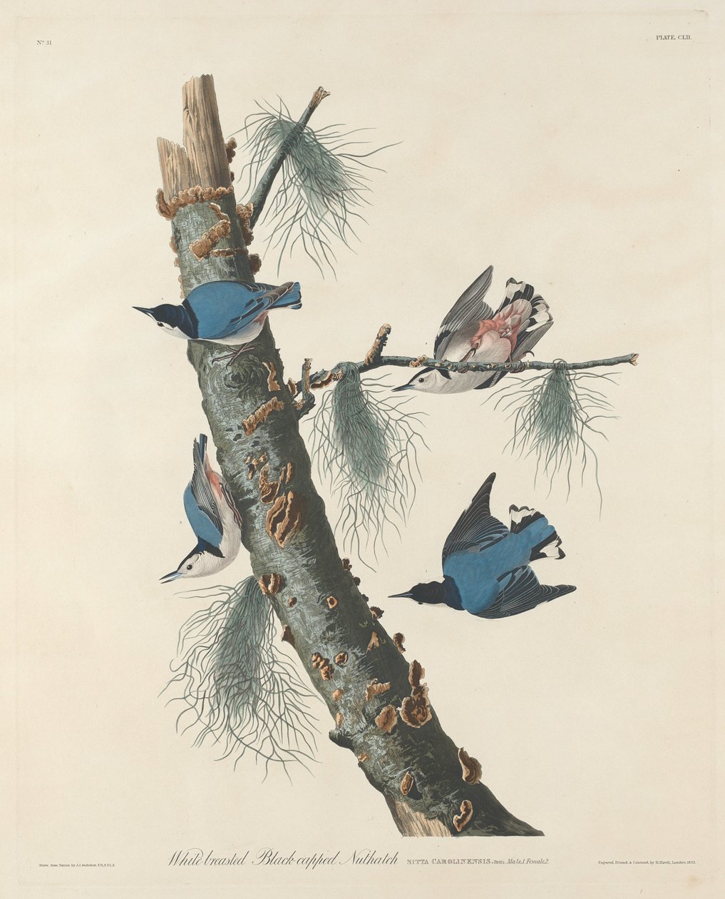 Hvitbrystet svarthakket nøttetre, 1832. av Robert Havell