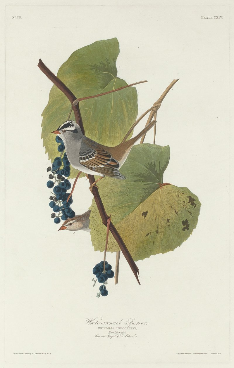 Hvitkronet spurv, 1831. av Robert Havell