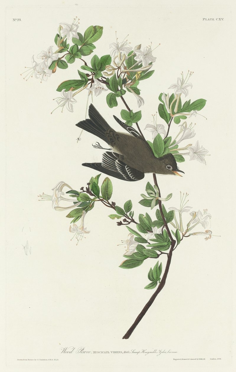 Wood Pewee, 1831. av Robert Havell