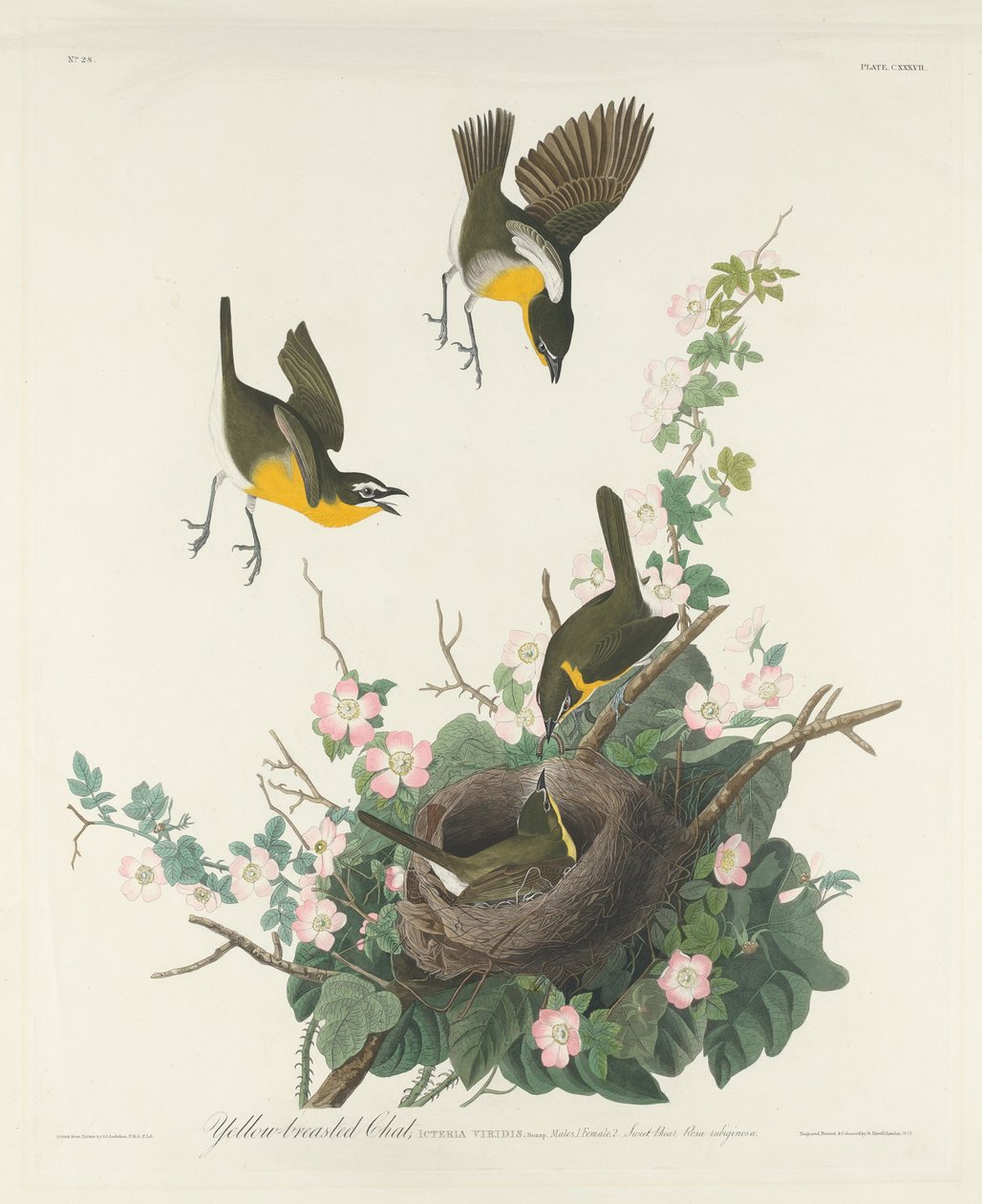 Gulbrystet Chat, 1832. av Robert Havell