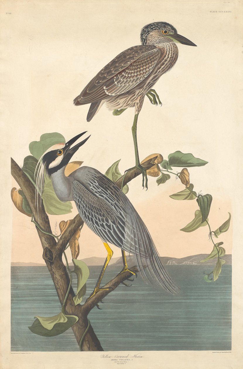 Gulkronet hegre, 1836. av Robert Havell