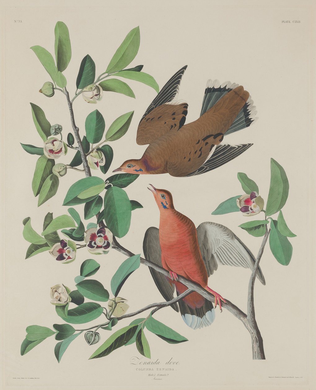 Zenaida Dove, 1833. av Robert Havell