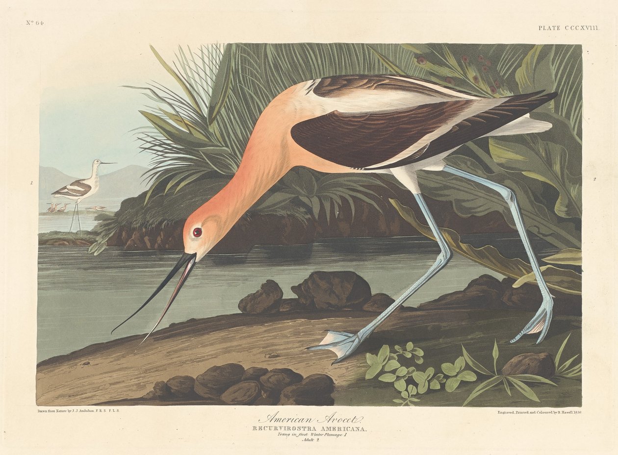 Amerikansk Avocet av Robert Havell after John James Audubon