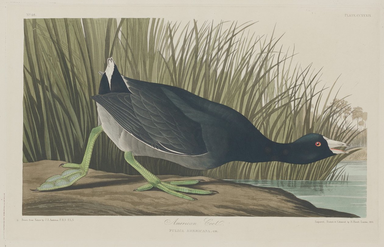 Amerikansk hønsehøne av Robert Havell after John James Audubon