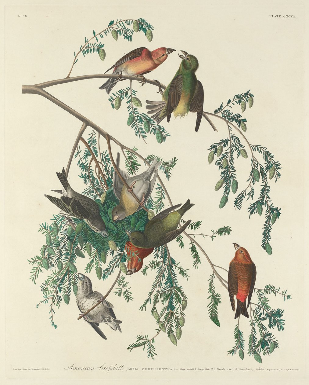 Amerikansk korsnebb av Robert Havell after John James Audubon