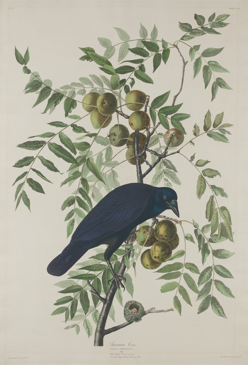 Amerikansk kråke av Robert Havell after John James Audubon