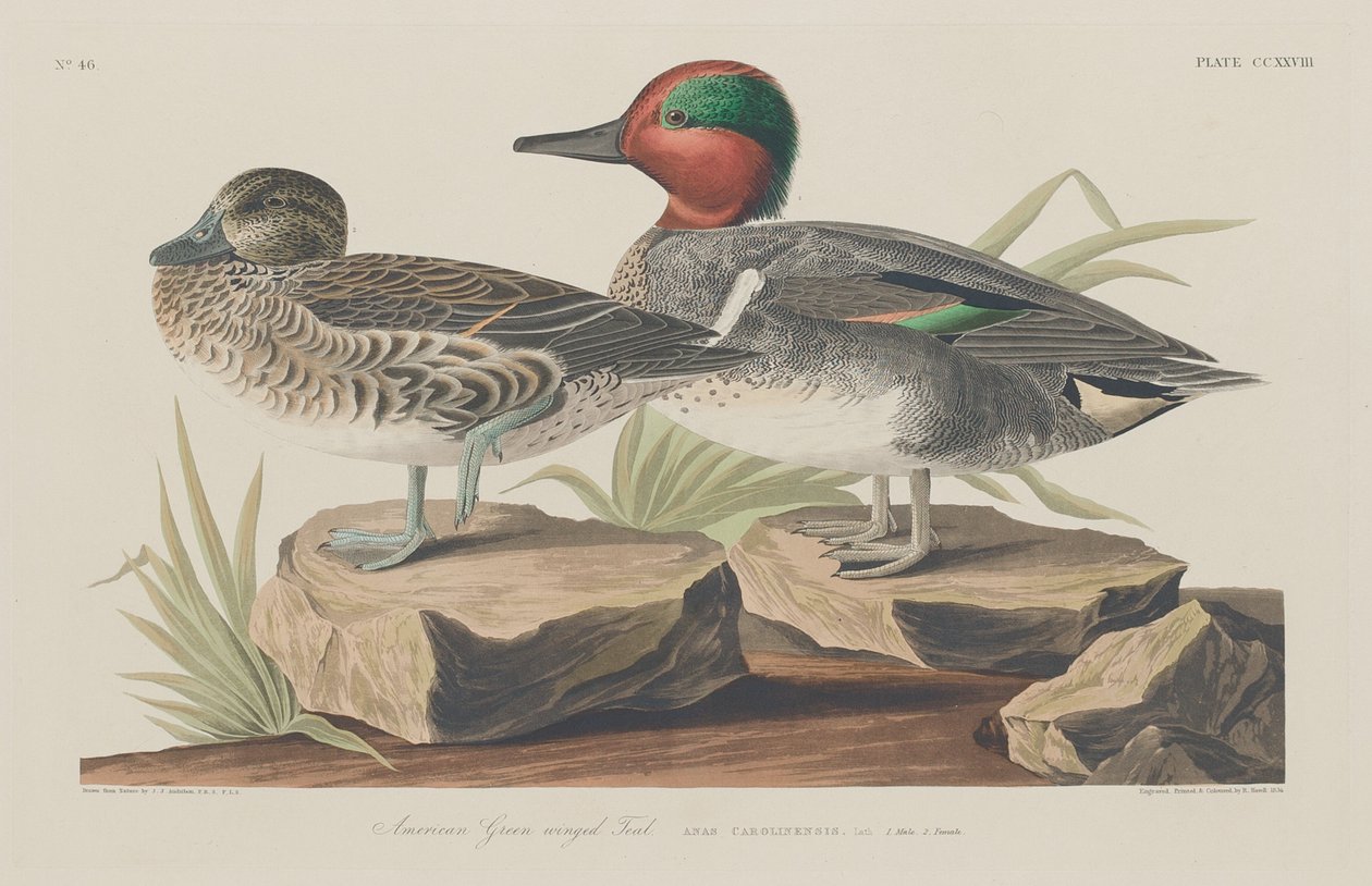 Amerikansk grønnvinget blågrønn av Robert Havell after John James Audubon