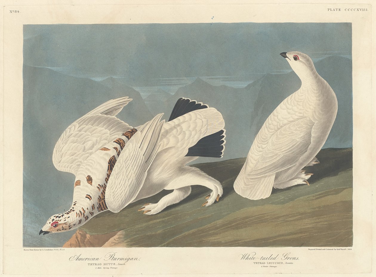 Amerikansk rype og rype av Robert Havell after John James Audubon