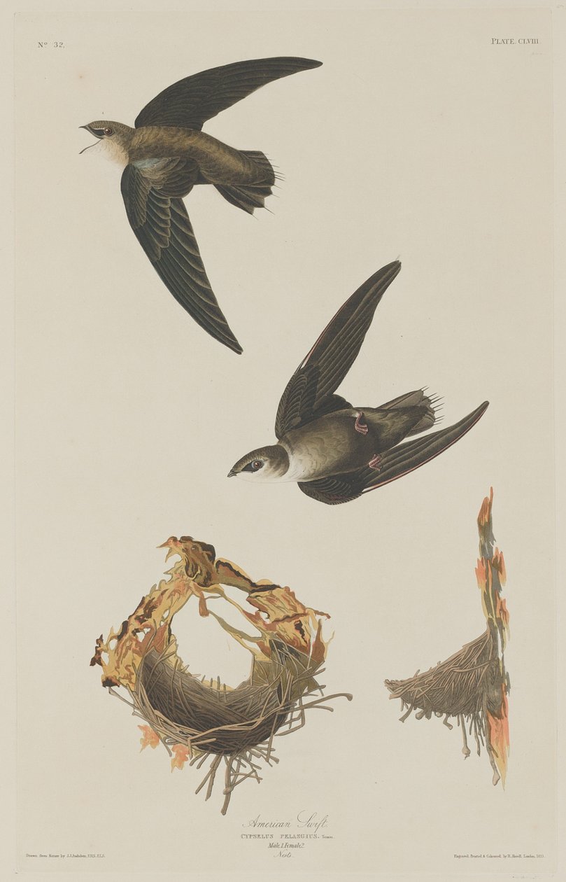 American Swift   1248455   no       norwegian Successfully Translated  Original: Crabs Near the Waters Edge, ca. 1830. Translat: Crabs Near the Water