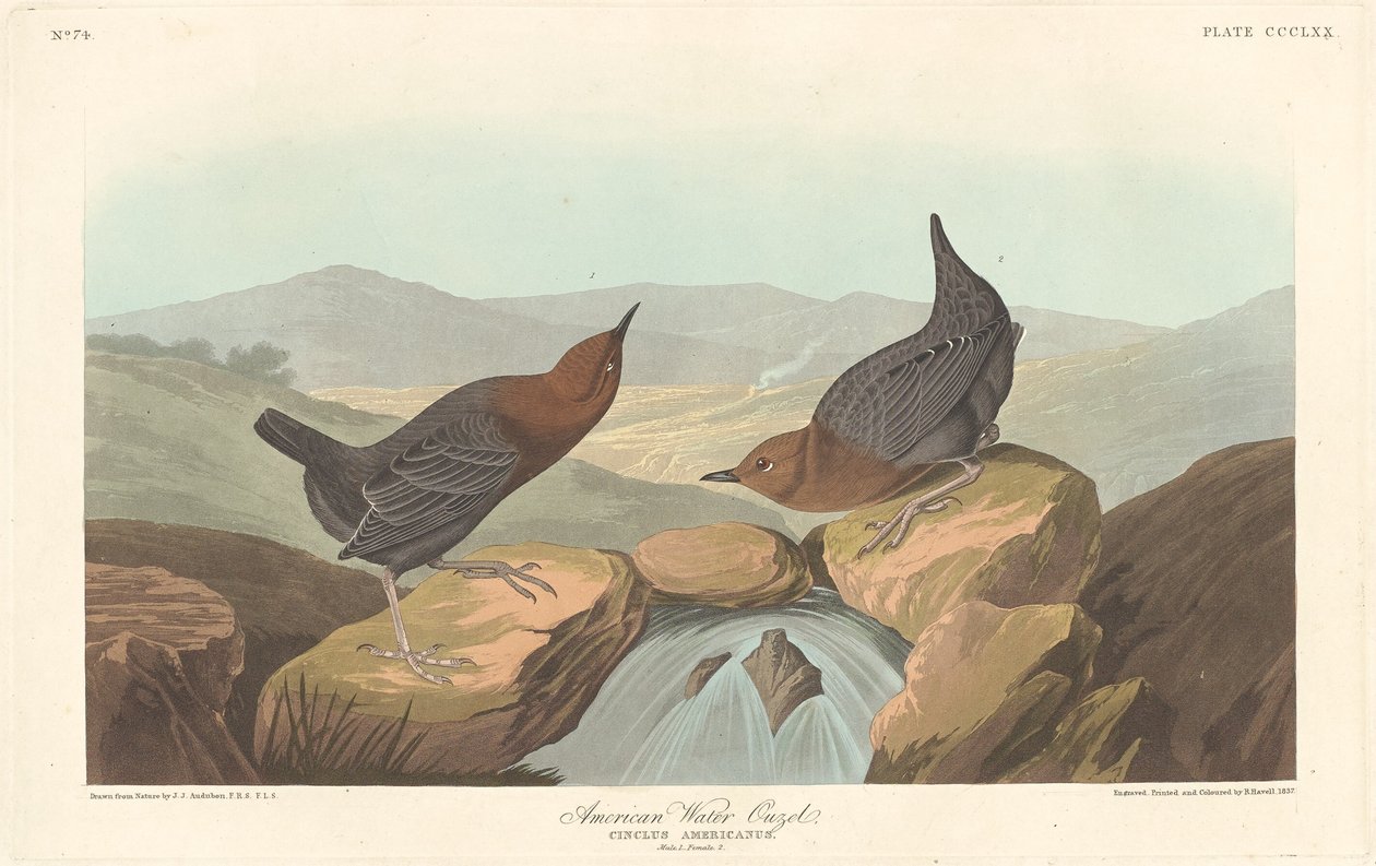 American Water Ouzel av Robert Havell after John James Audubon