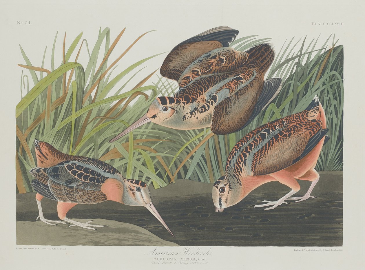 Amerikansk Woodcock av Robert Havell after John James Audubon