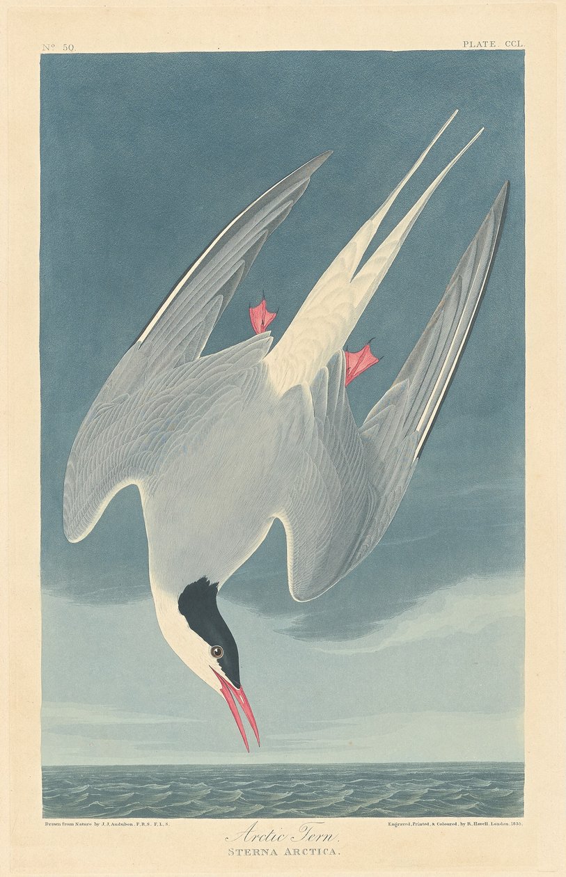 Rødnebbterne av Robert Havell after John James Audubon