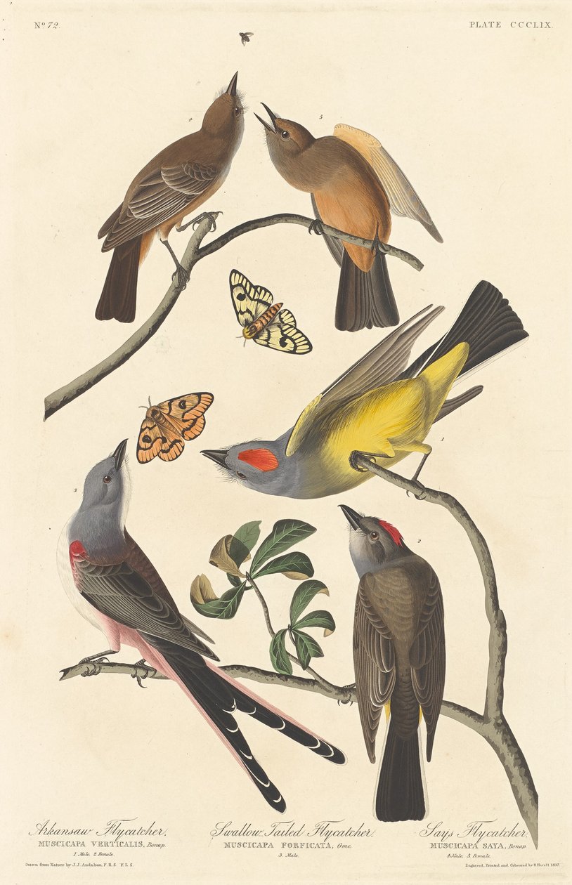 Arkansaw Fluesnapper, Svalehalefluesnapper og Says Fluesnapper av Robert Havell after John James Audubon
