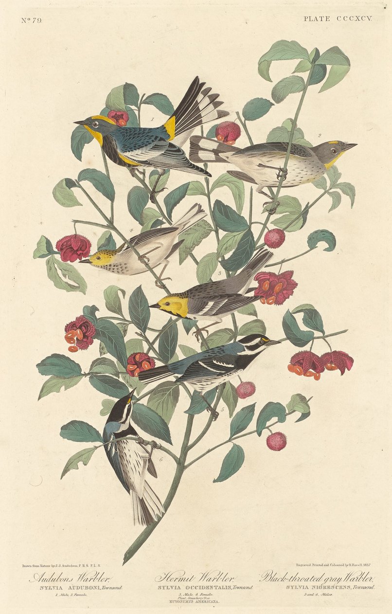 Audubonsanger, eremittsanger og svartstrupet gråsanger av Robert Havell after John James Audubon