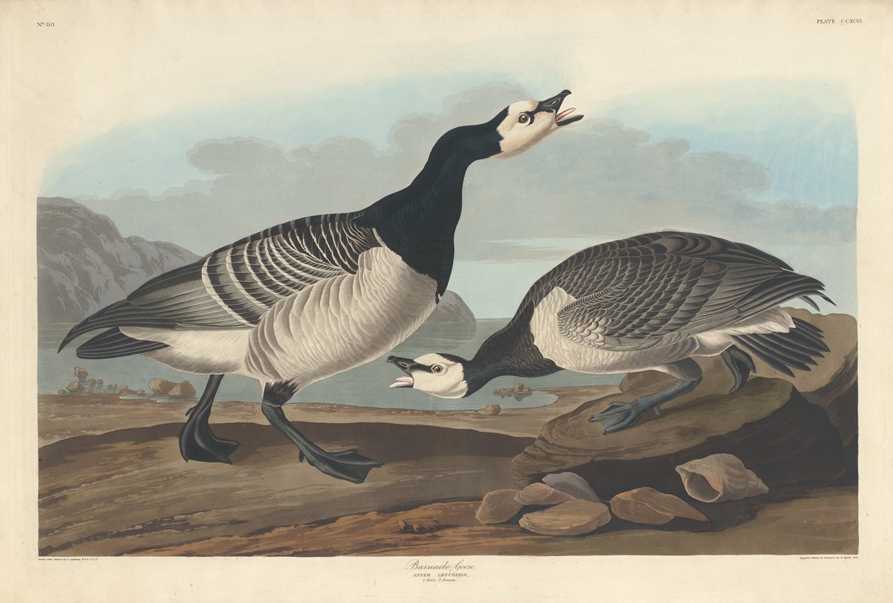 Barnacle Goose av Robert Havell after John James Audubon