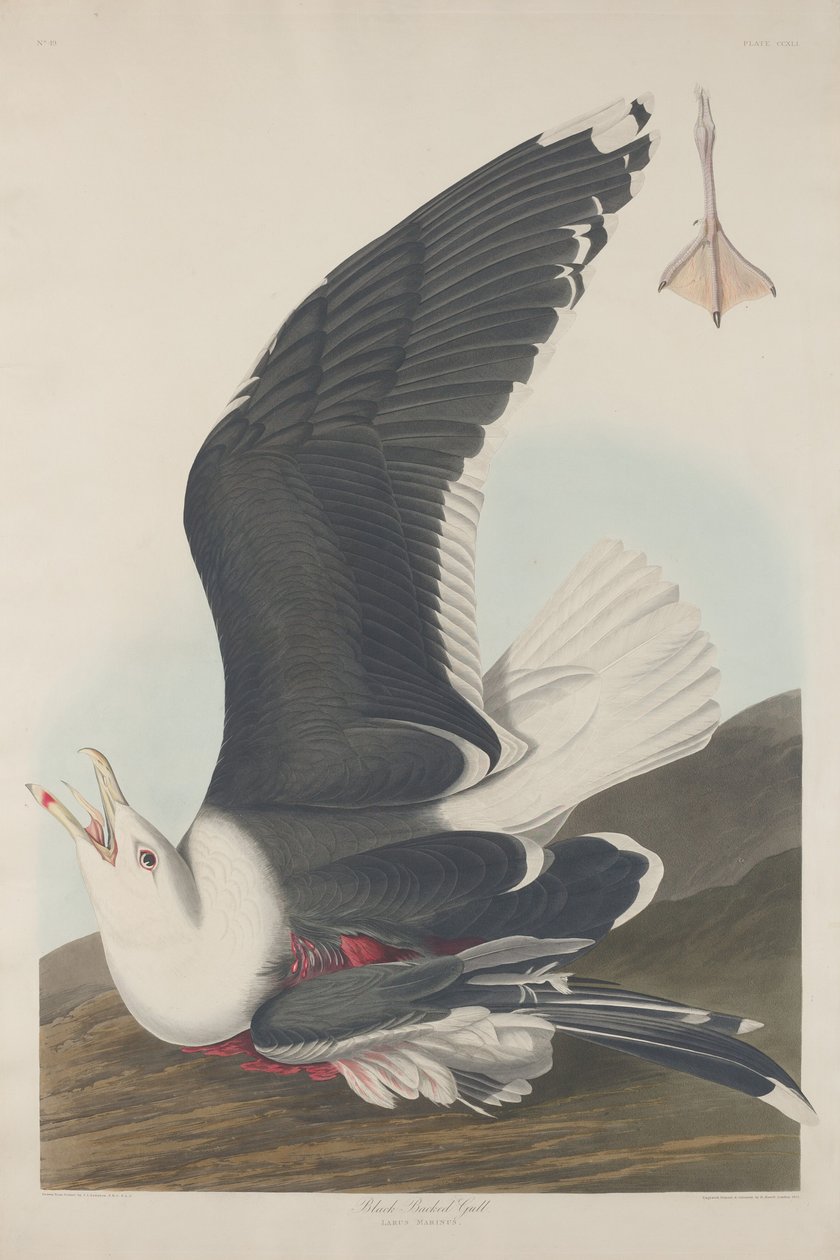 Svartryggmåke av Robert Havell after John James Audubon