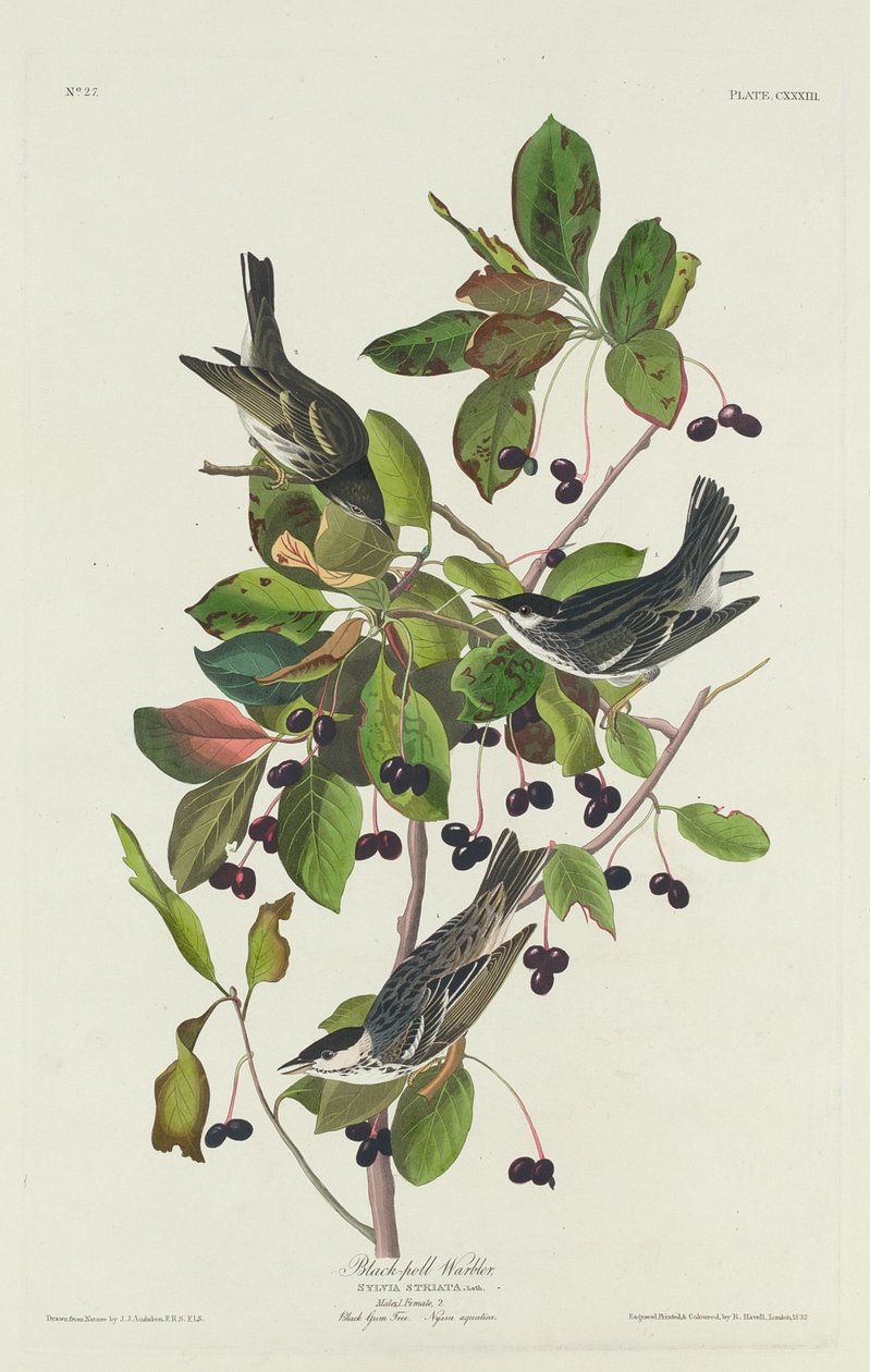 Black-Pool Warbler av Robert Havell after John James Audubon