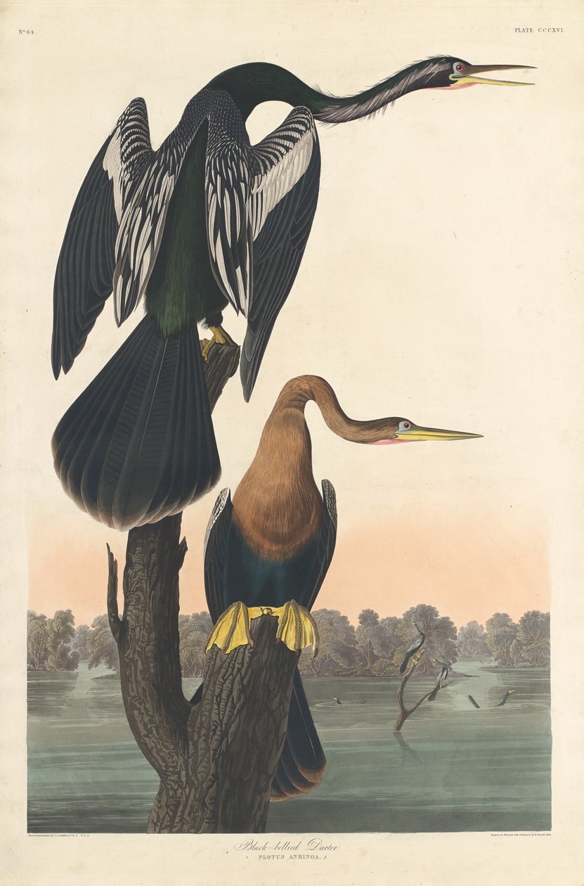 Svartmaget Darter av Robert Havell after John James Audubon