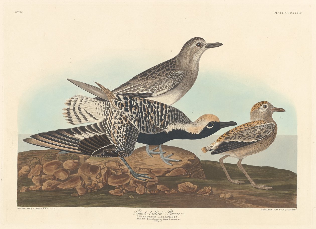 Svartbuk av Robert Havell after John James Audubon