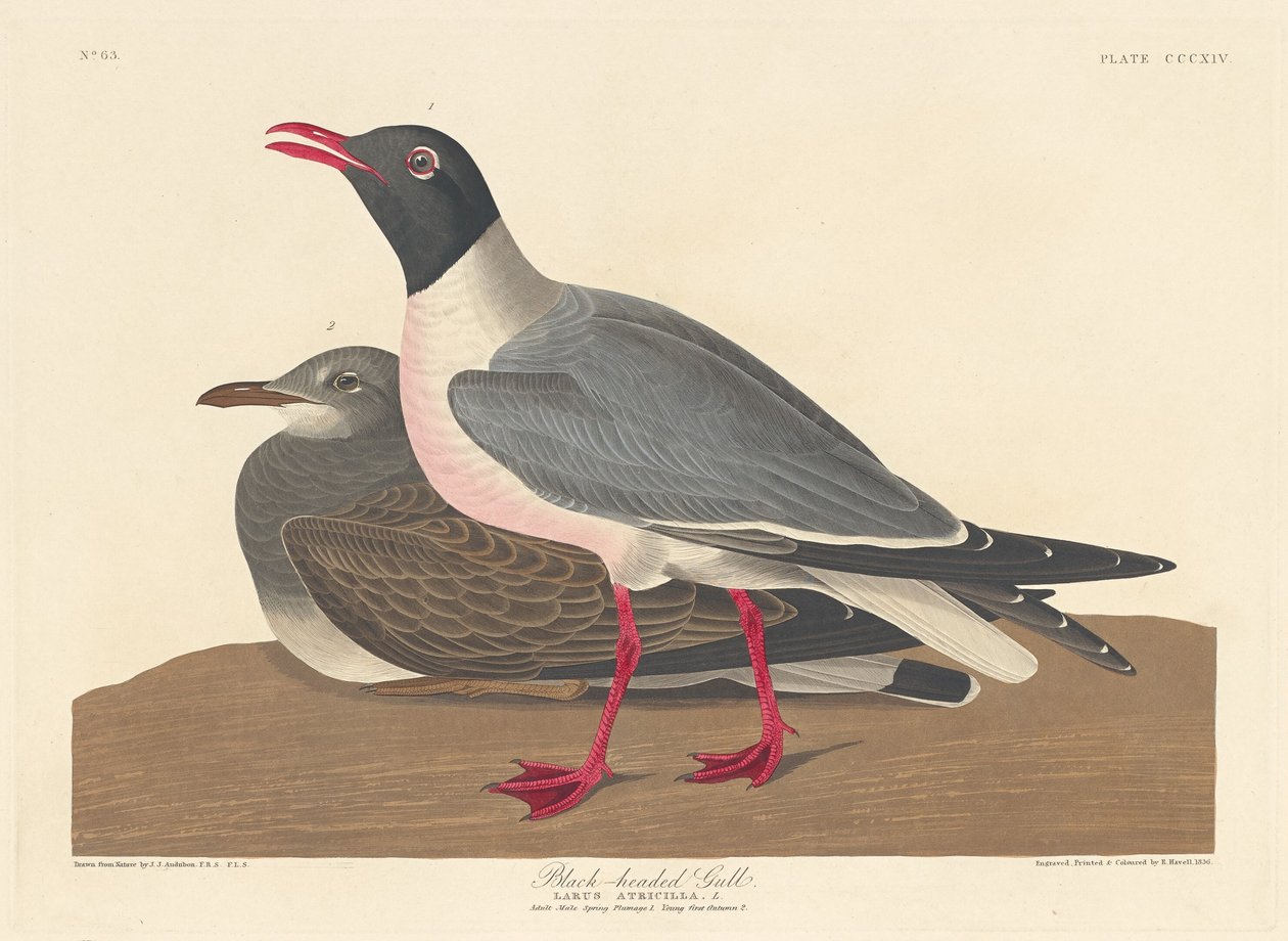 Svarthodemåke av Robert Havell after John James Audubon