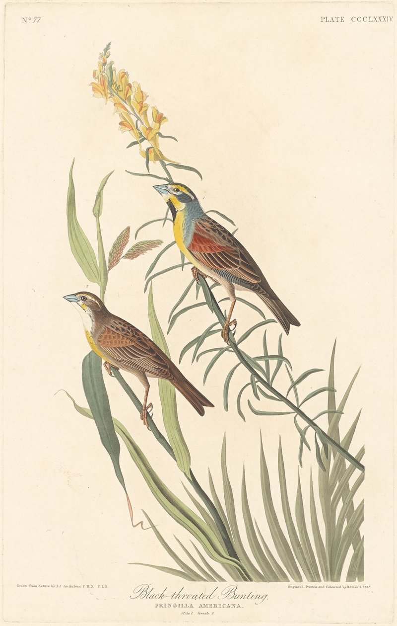 Svartstrupespurv av Robert Havell after John James Audubon