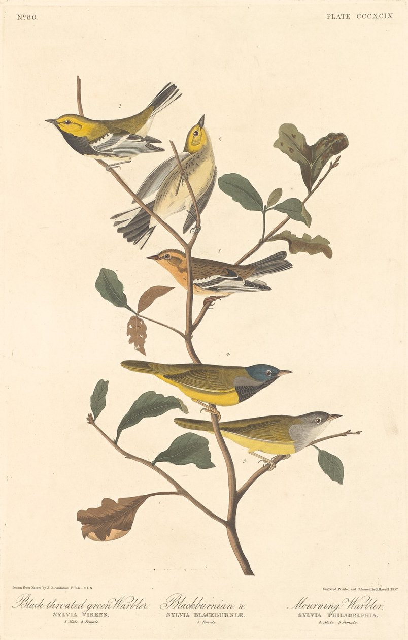 Svartstrupe grønnsanger, svartsanger og sørgesanger av Robert Havell after John James Audubon