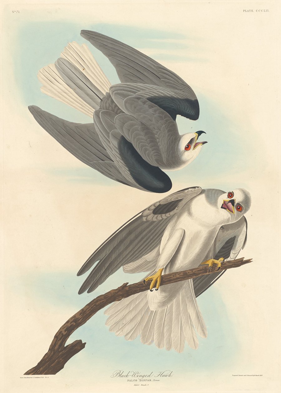 Black-winged Hawk   1255607   no       norwegian Successfully Translated  Original: Laatste Avondmaal Coeni domini (title on object) Translat: Laatste Avondmaal Coeni domini (title on object) 1356550 no norwegian Successfully Translated Original: Breakfast av Robert Havell after John James Audubon
