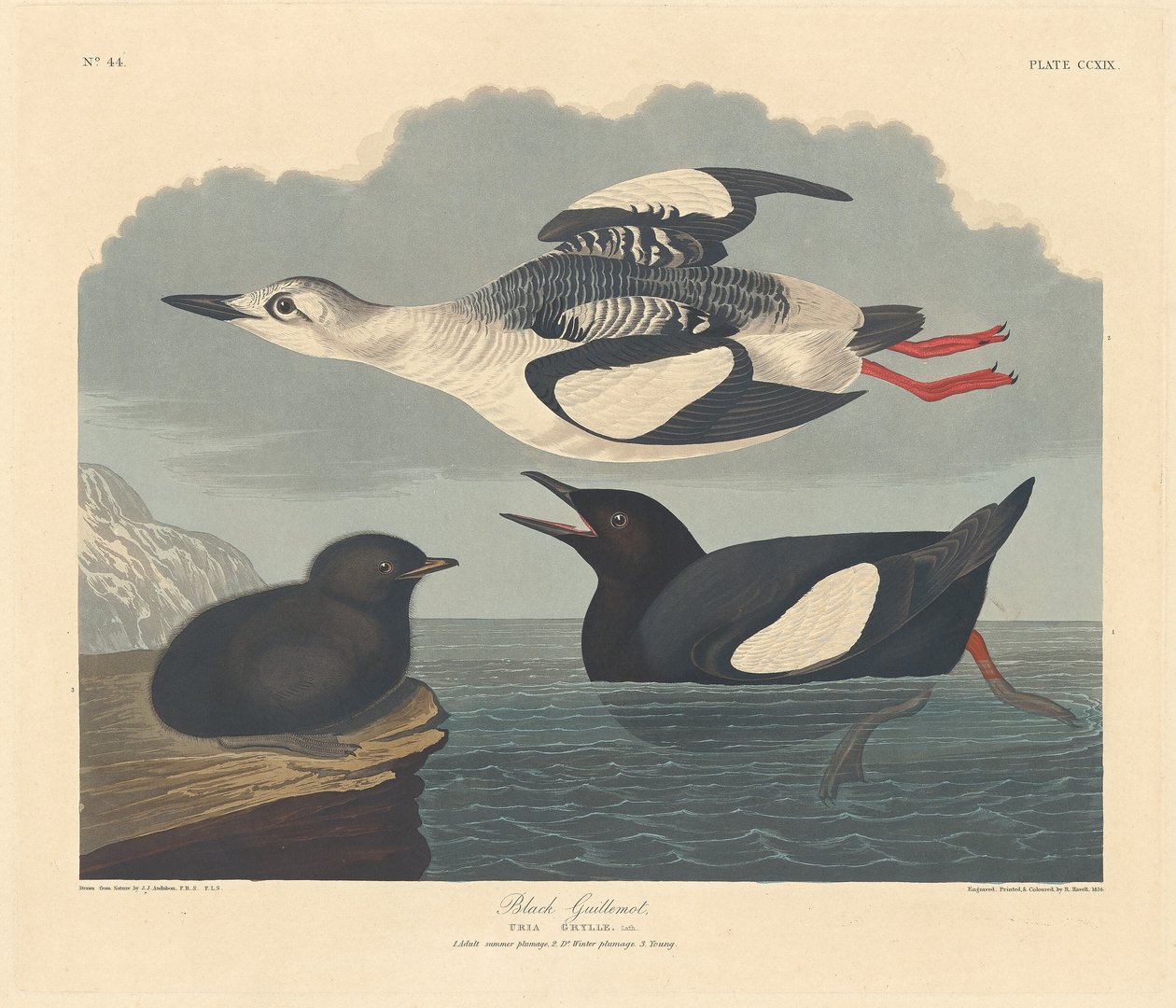 Svart lomvi av Robert Havell after John James Audubon