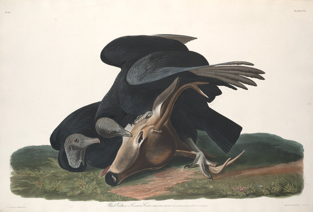 Svart gribb av Robert Havell after John James Audubon