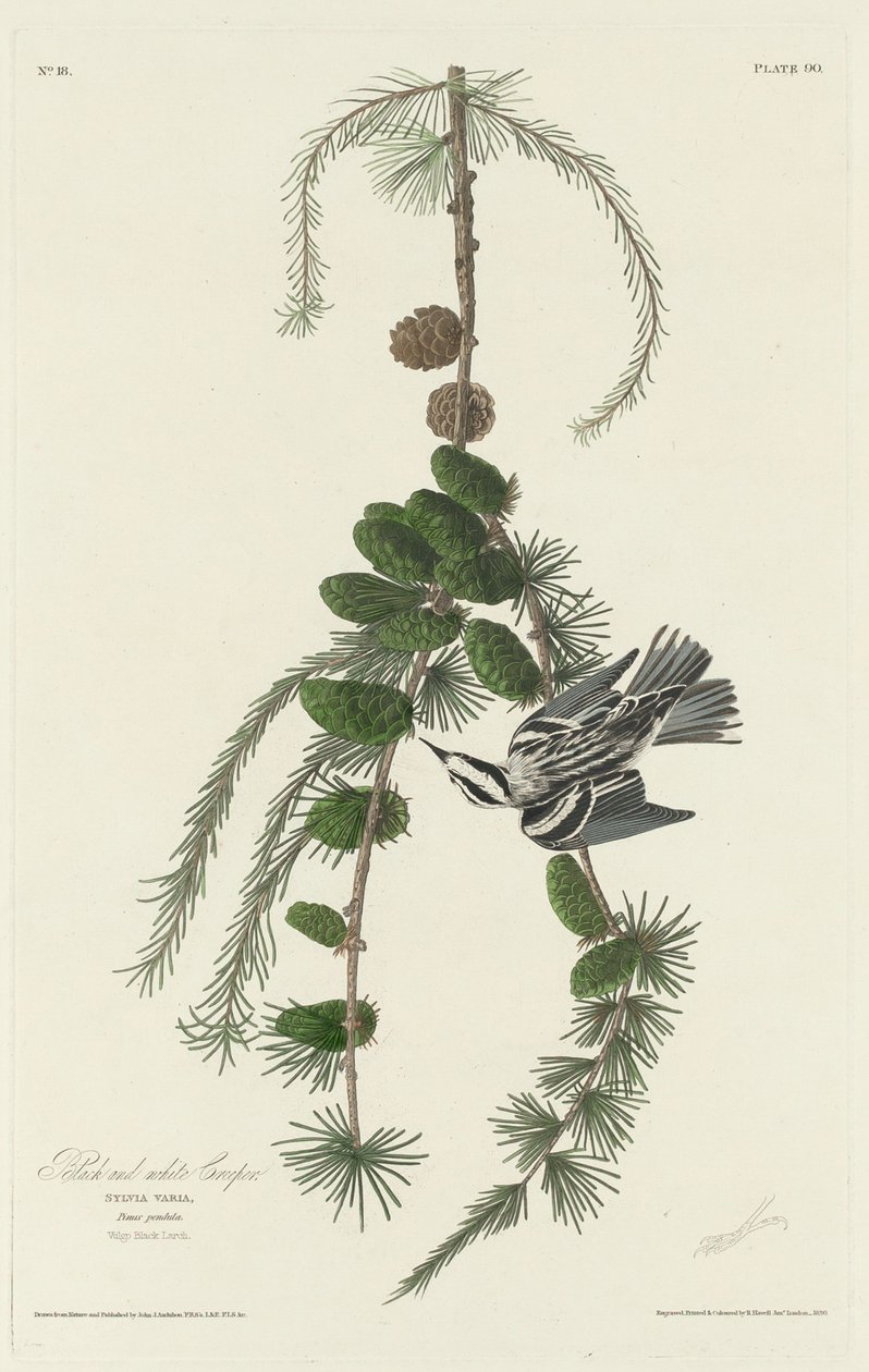 Svart og hvit kryp av Robert Havell after John James Audubon