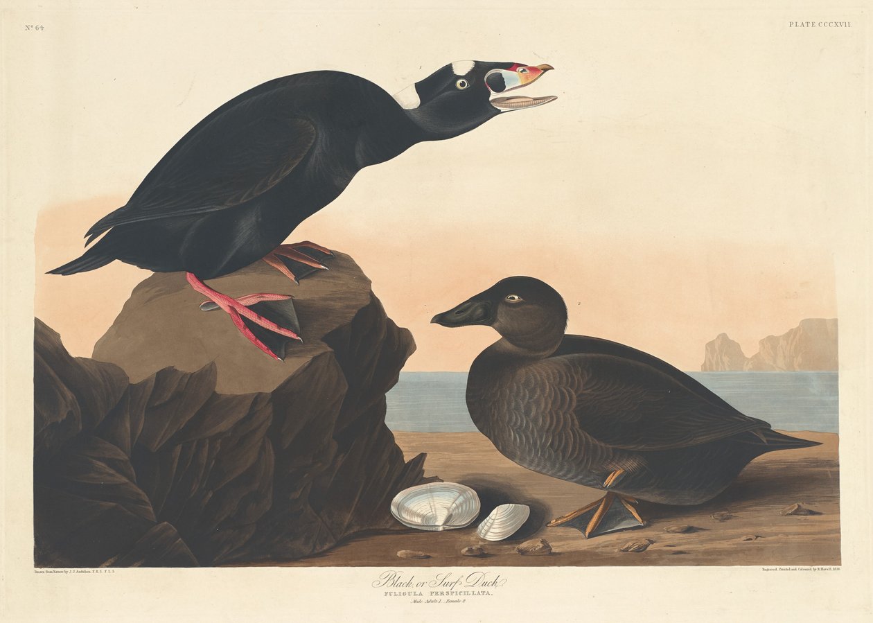 Black eller Surf Duck av Robert Havell after John James Audubon