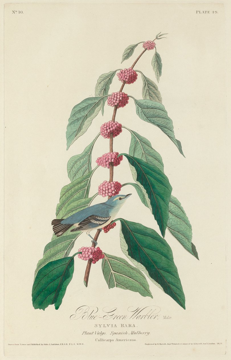 Blågrønn sangsanger av Robert Havell after John James Audubon
