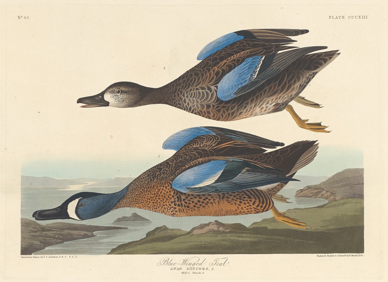 Blåvinget Teal av Robert Havell after John James Audubon