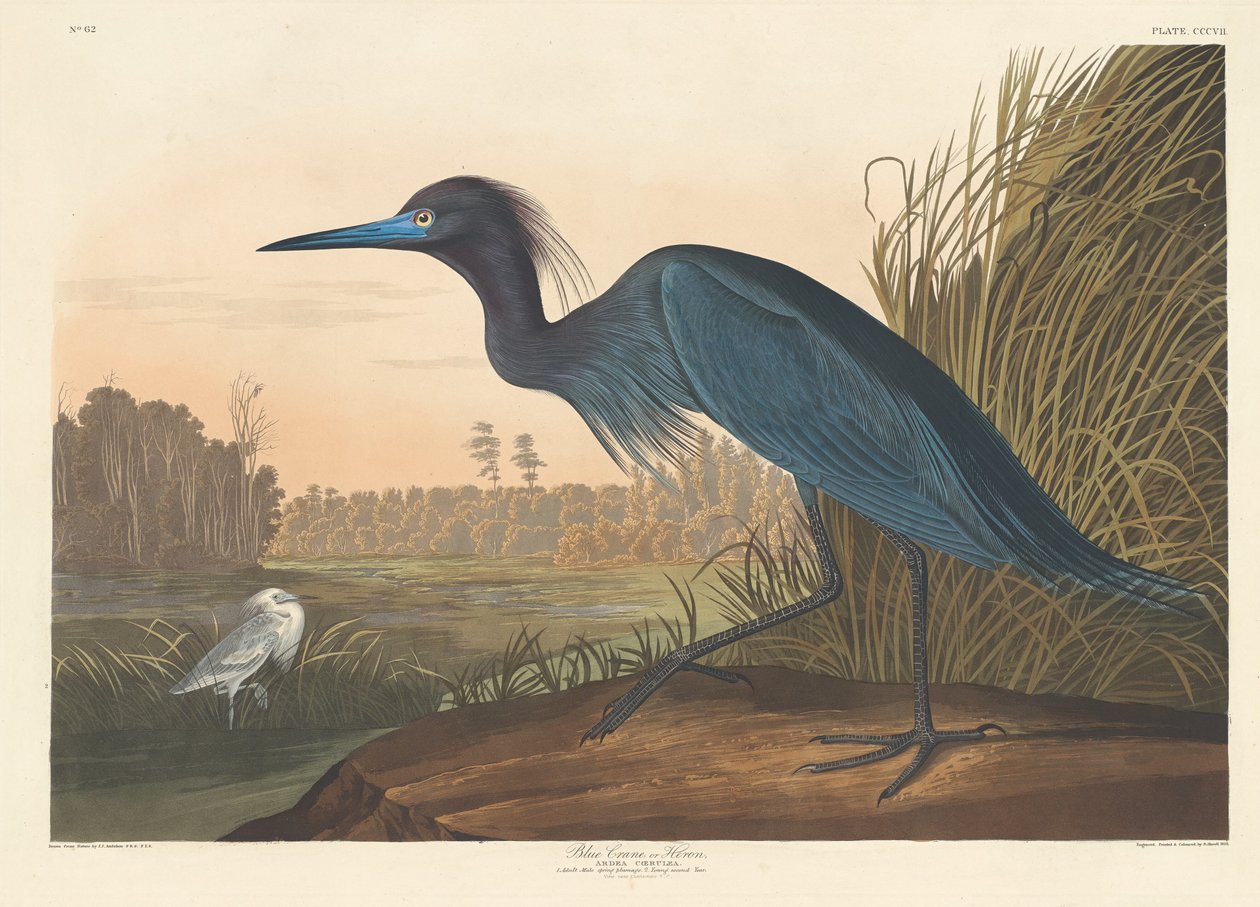 Blue Crane eller Hegre av Robert Havell after John James Audubon