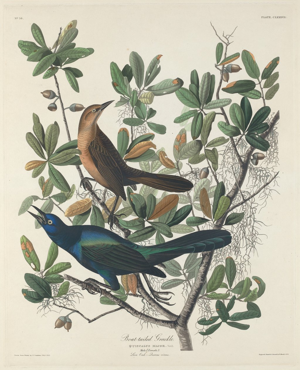 Grackle med båthale av Robert Havell after John James Audubon