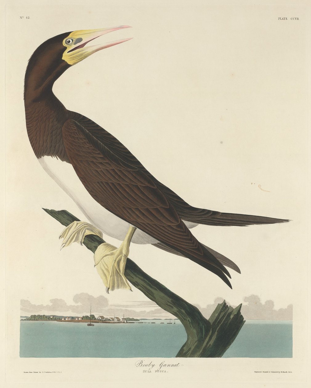 Bobby Gannett av Robert Havell after John James Audubon