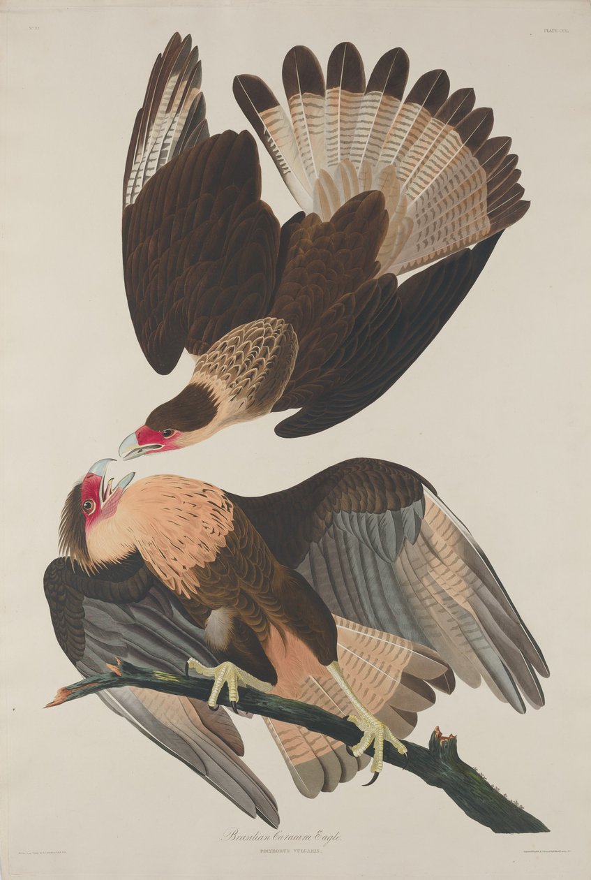 Brasiliansk Caracara Eagle av Robert Havell after John James Audubon