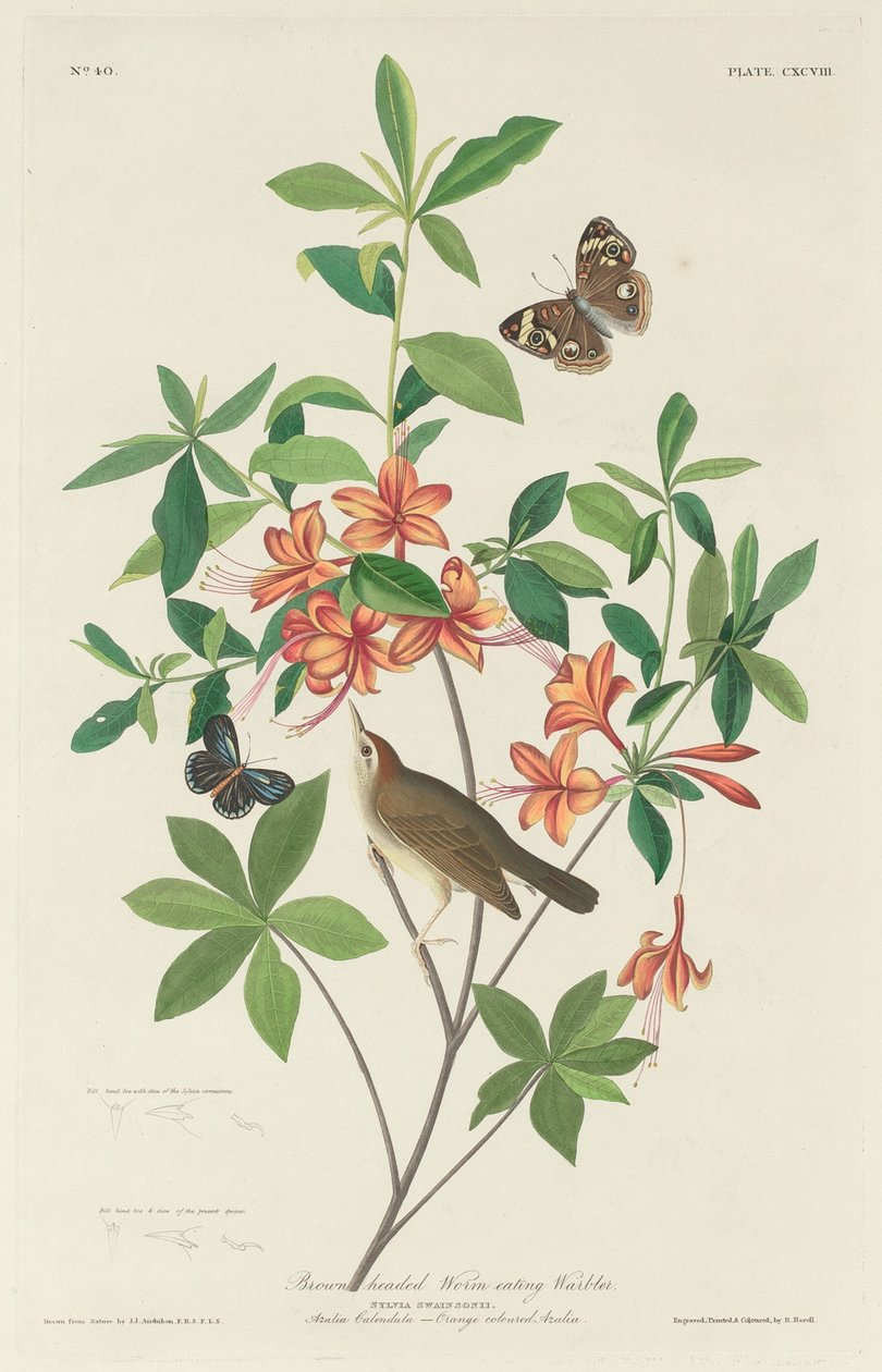 Brunhodet ormespisende sangsanger av Robert Havell after John James Audubon