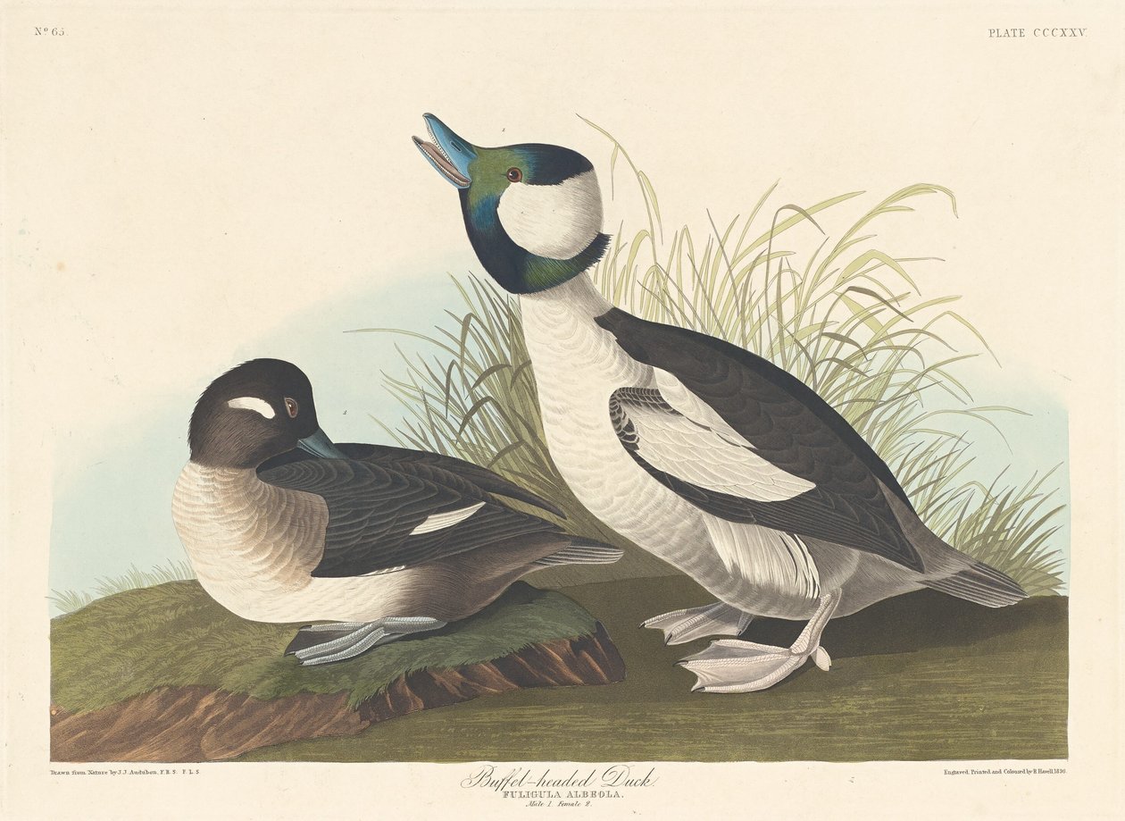 Buffelhodeand av Robert Havell after John James Audubon