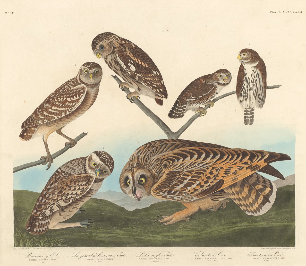 Gravugle, Storhodet Gravugle og Lille Natugle av Robert Havell after John James Audubon