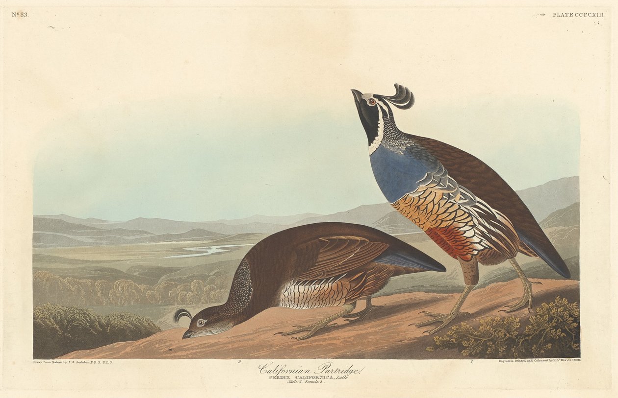 Californian rapphøne av Robert Havell after John James Audubon