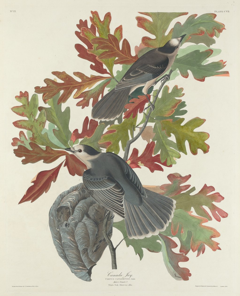 Canada Jay av Robert Havell after John James Audubon