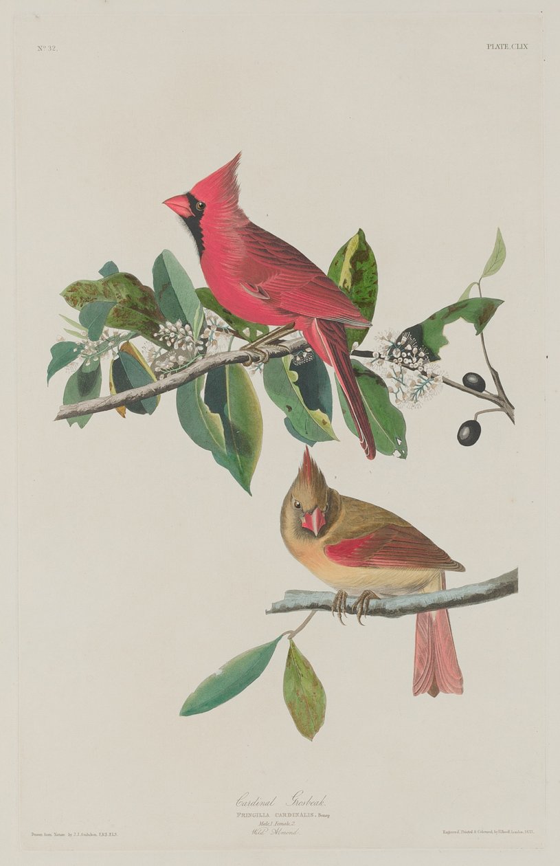 Kardinal Grosbeak av Robert Havell after John James Audubon