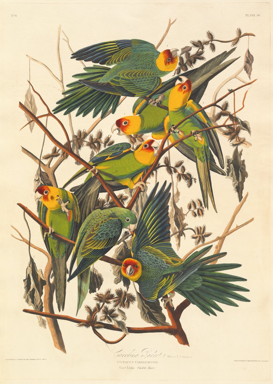 Caroline papegøye av Robert Havell after John James Audubon