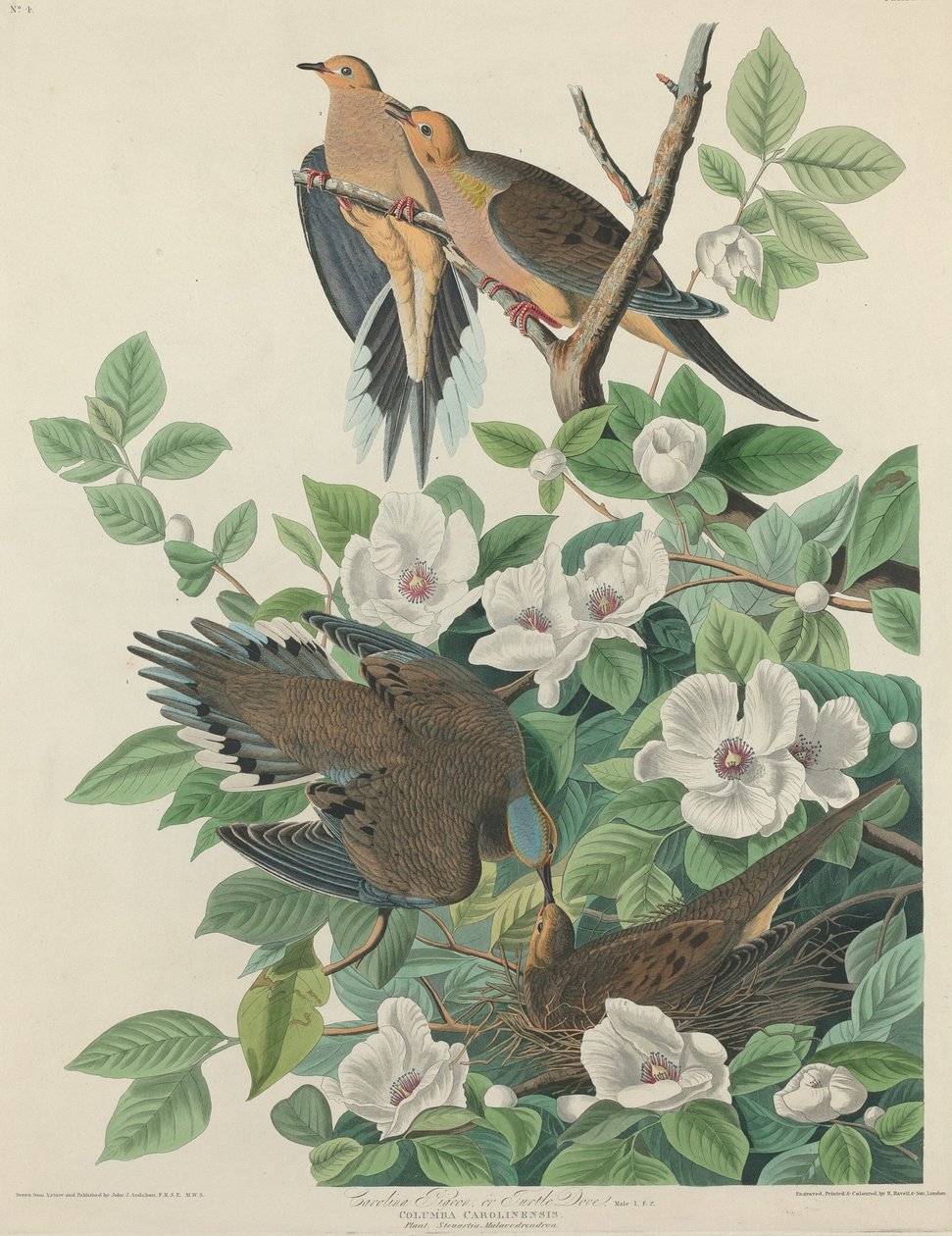 Carolina Pigeon eller Turteldue av Robert Havell after John James Audubon
