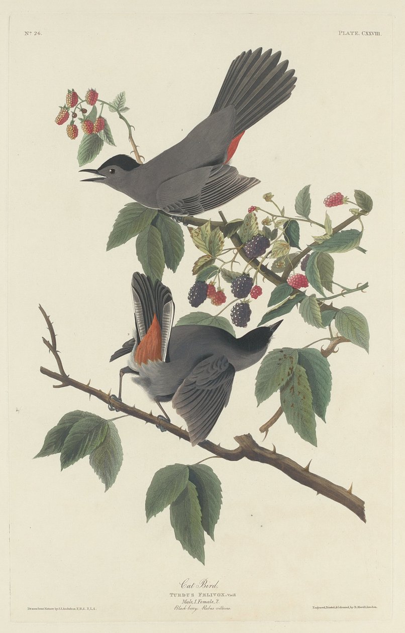 Katt fugl av Robert Havell after John James Audubon