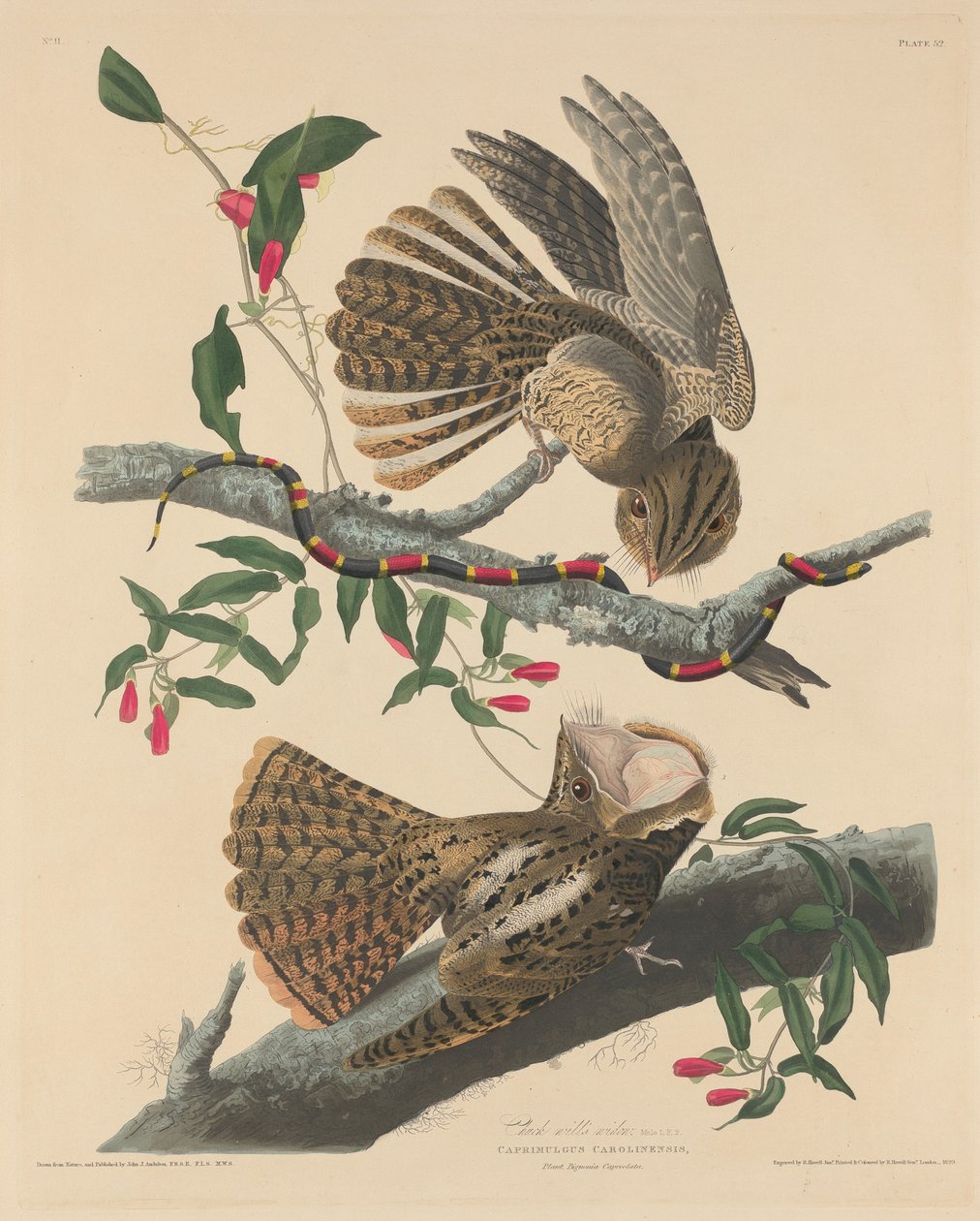 Chuck Wills enke av Robert Havell after John James Audubon